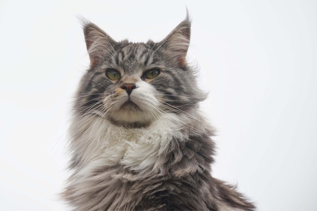 a long-haired cat