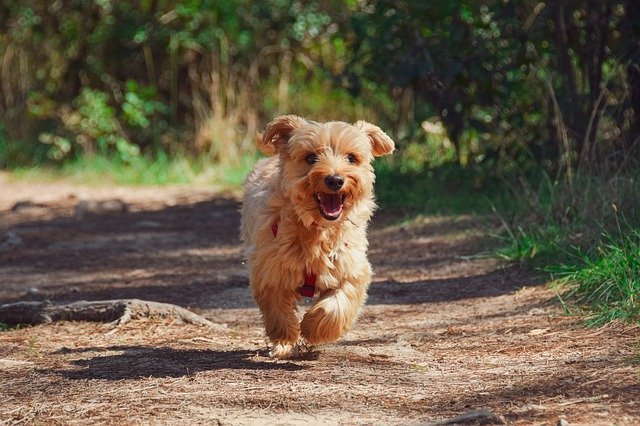 dog running at camera