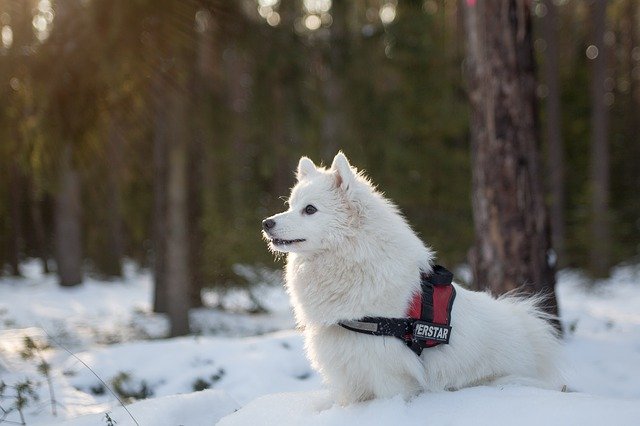 dog in the snow