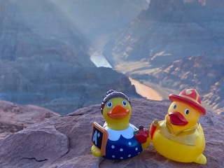 Ducks in the Grand Canyon