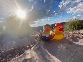 Ducks before the sun