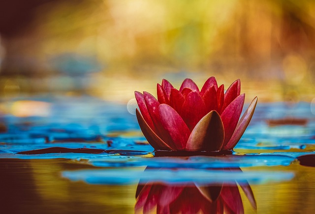 water lilly