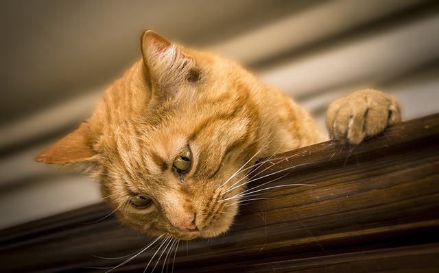 cat