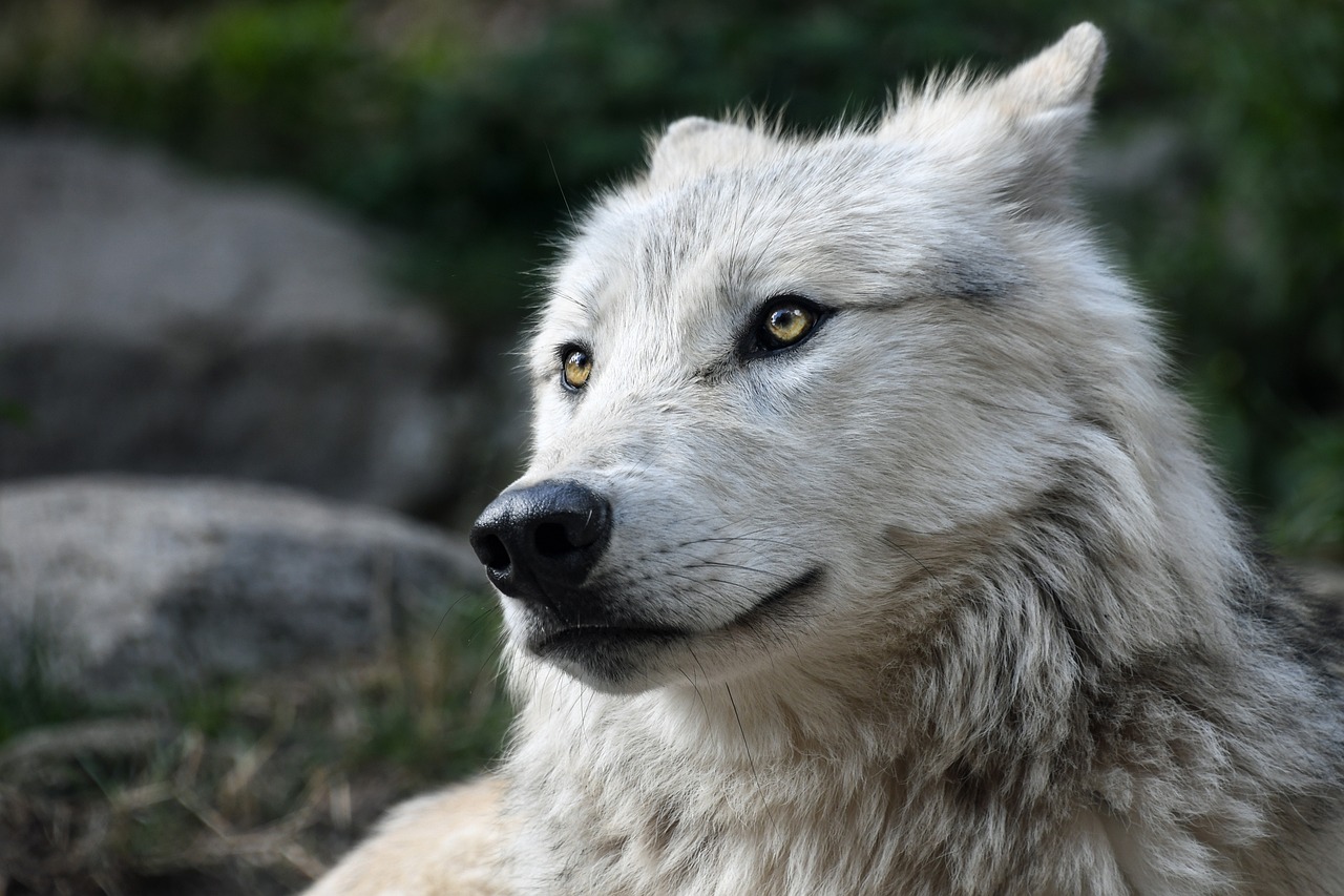 Wolf Image